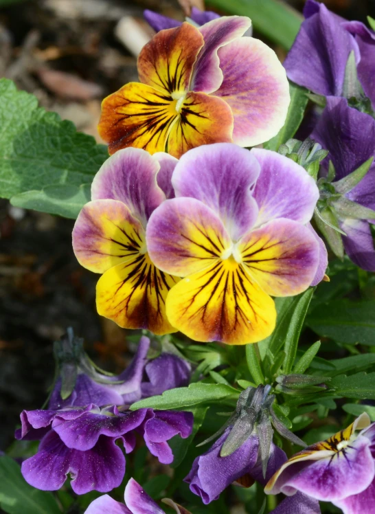 a bunch of different kinds of flowers growing