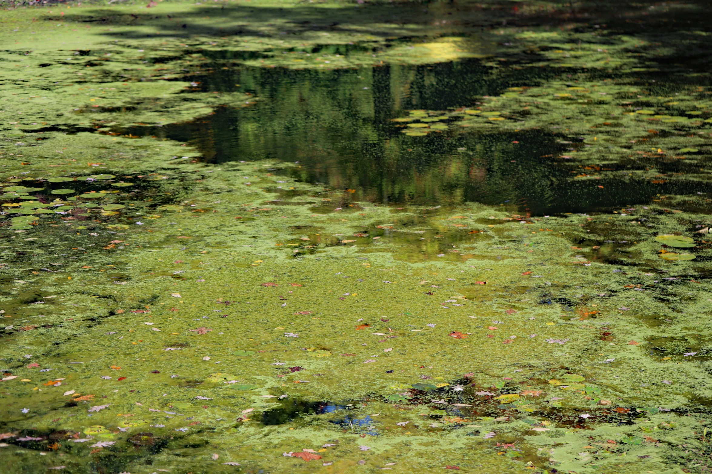 a po of a body of water with green algae in it