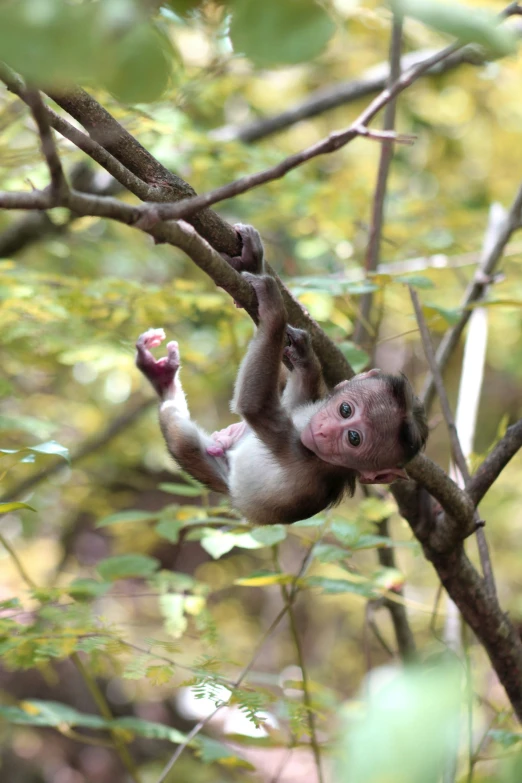 a small brown and white monkey hanging on to a tree