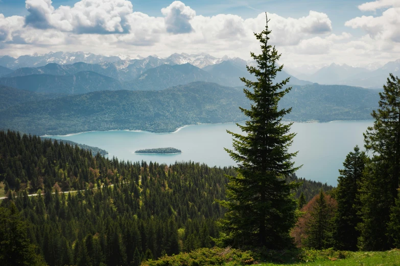 there is a tree on a mountain side with mountains and water in the background