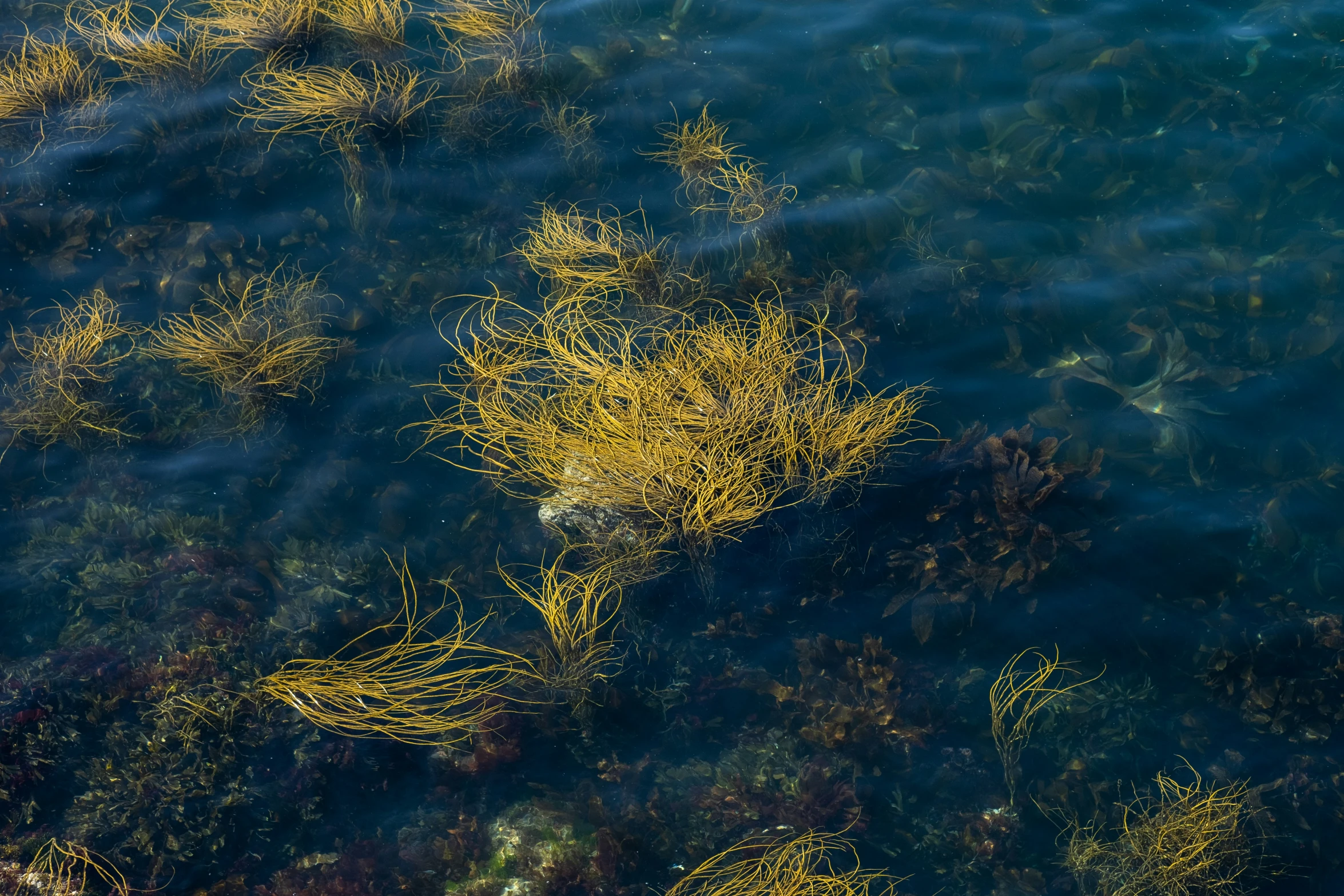 the ocean is full of small vegetation and water