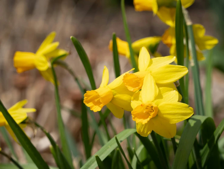 some flowers that are in the grass