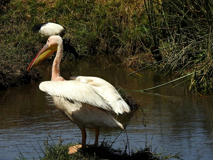 two birds are standing in the water near bushes