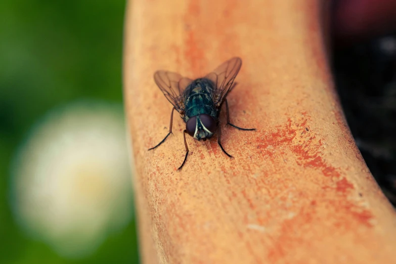 a fly is resting on top of a human arm