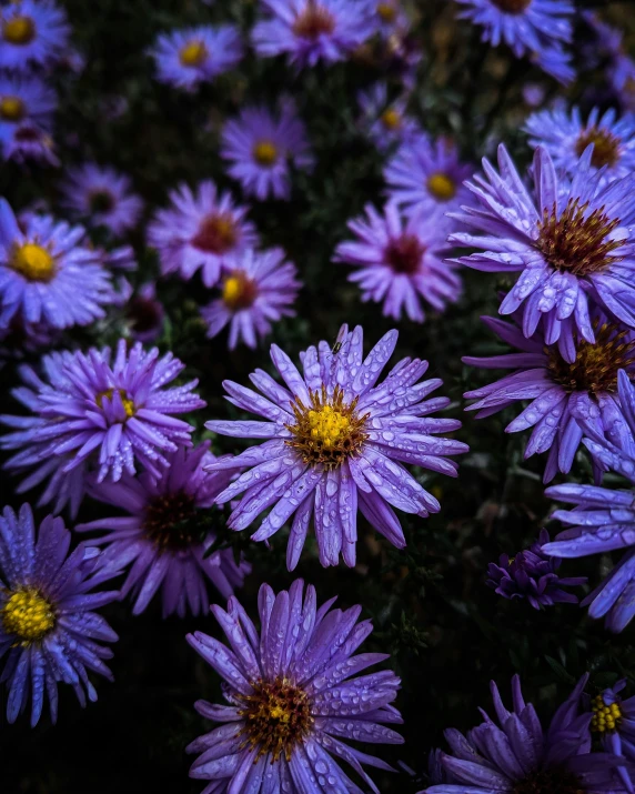 several purple flowers next to each other in bloom