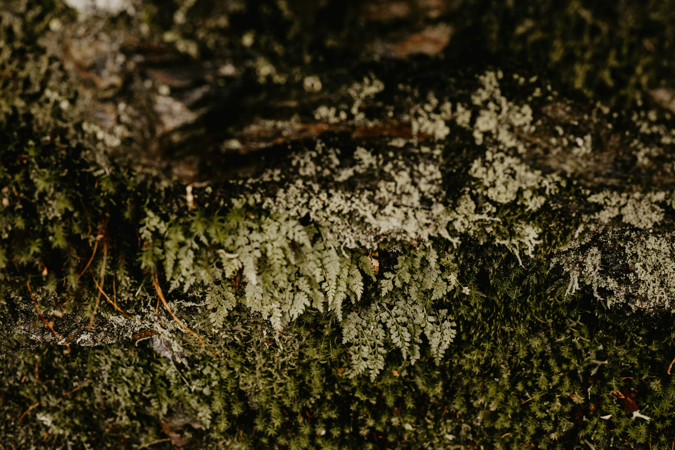 moss is growing on the surface of an evergreen tree