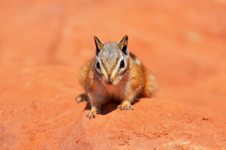 a brown squirrel is sitting down on the ground