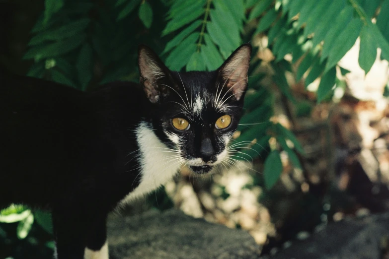 the cat looks forward while standing in the shade