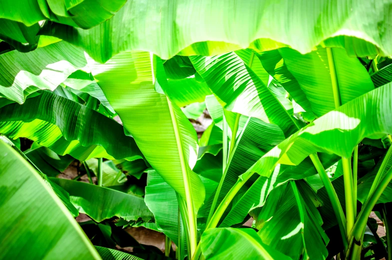 several large green plants and a leafy plant