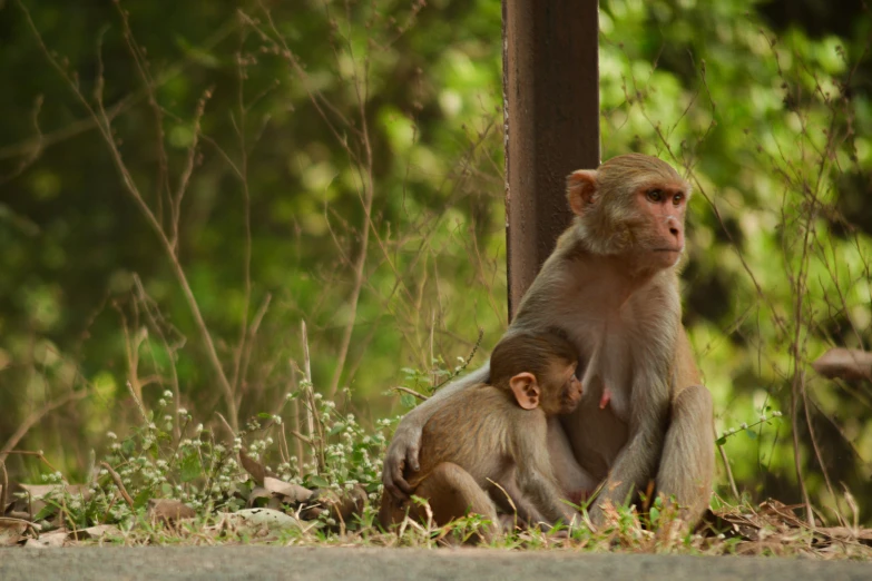 a baby monkey nursing from a adult on the ground