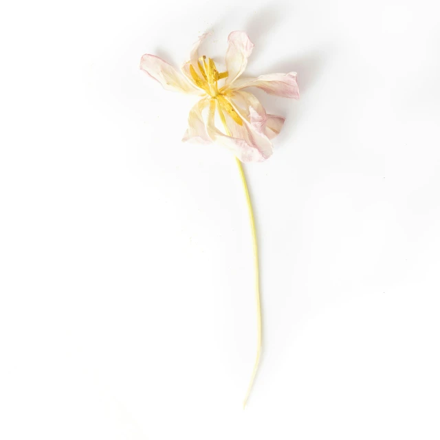 a single flower is laying on the white surface