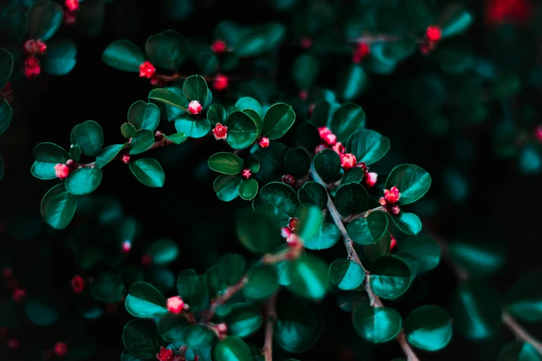 the small leaves of a tree are red with berries on it