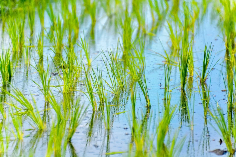 there is a po of tall grass growing in the water