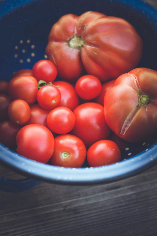 a blue bowl filled with lots of red tomatoes