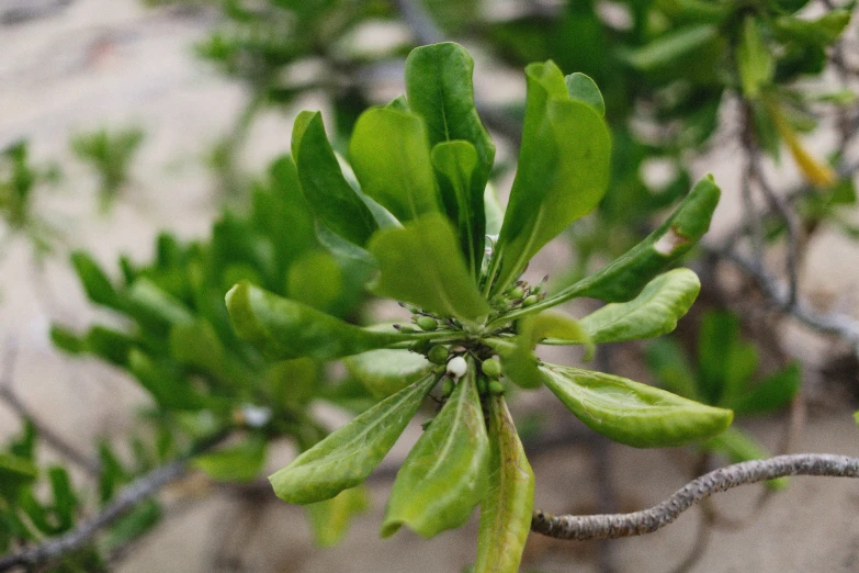 the leaves are growing on a tree nch