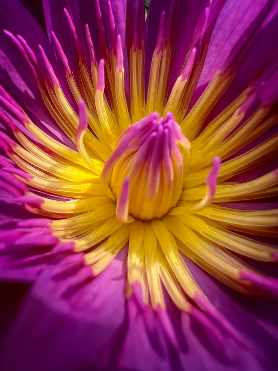 the center of a purple flower with yellow stigma