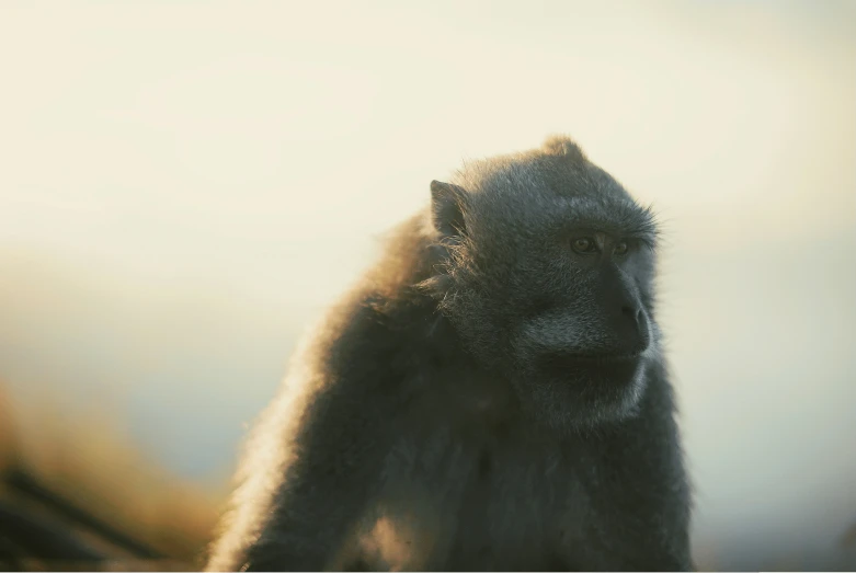 closeup po of a monkey looking down