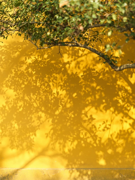 a yellow wall and tree in the shade