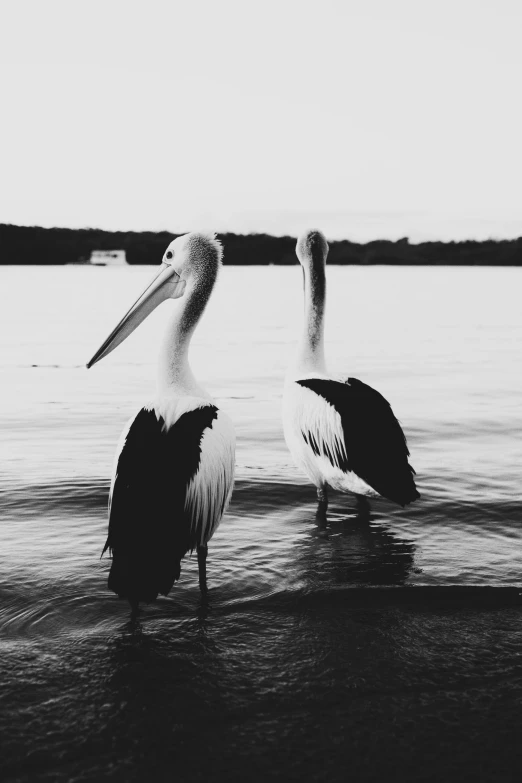 two birds are standing close together in the water