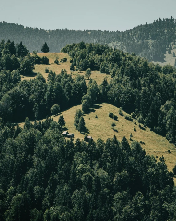 the hillside is covered in green trees and animals are grazing on the grass