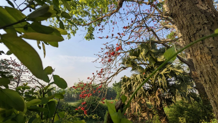 a very pretty tree in the middle of some plants