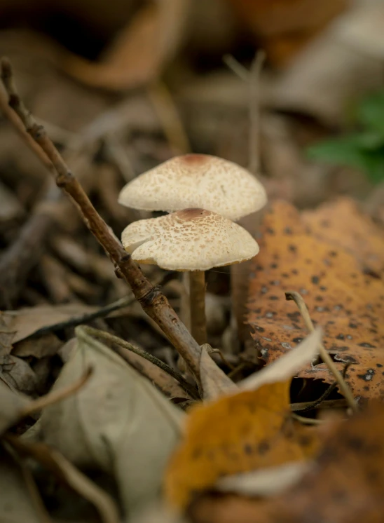 two little mushrooms sitting on the ground by some leaves