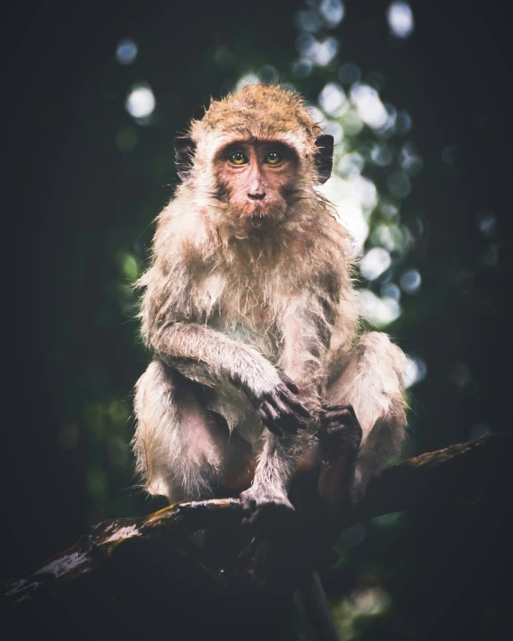 a young monkey sits on top of the nch