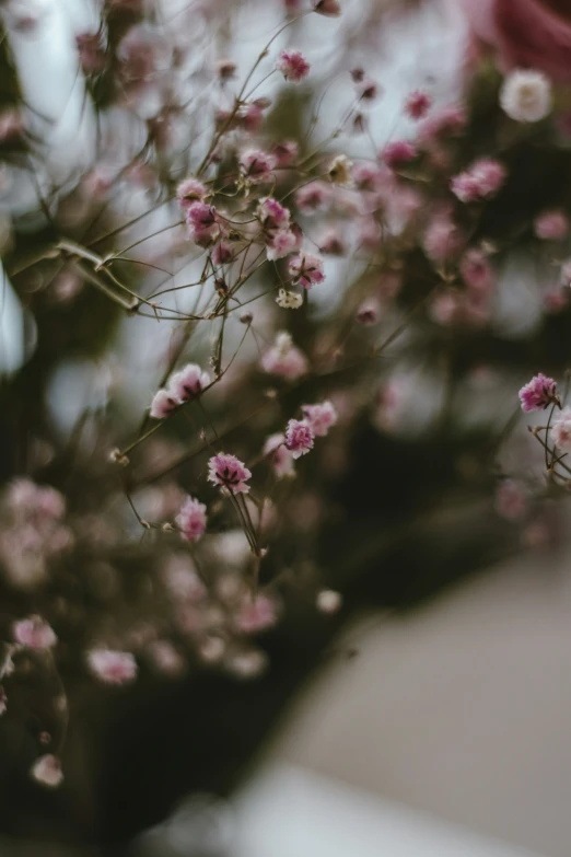 this is a close up of a blooming tree