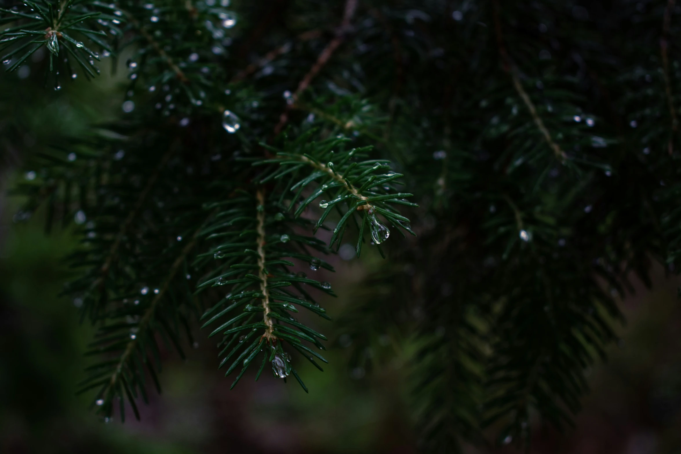 a nch of a pine that has water droplets on it