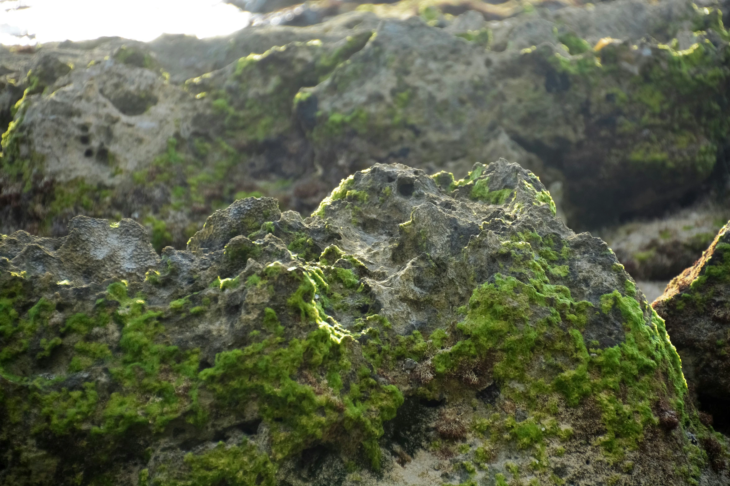 some grass and moss growing on the ground