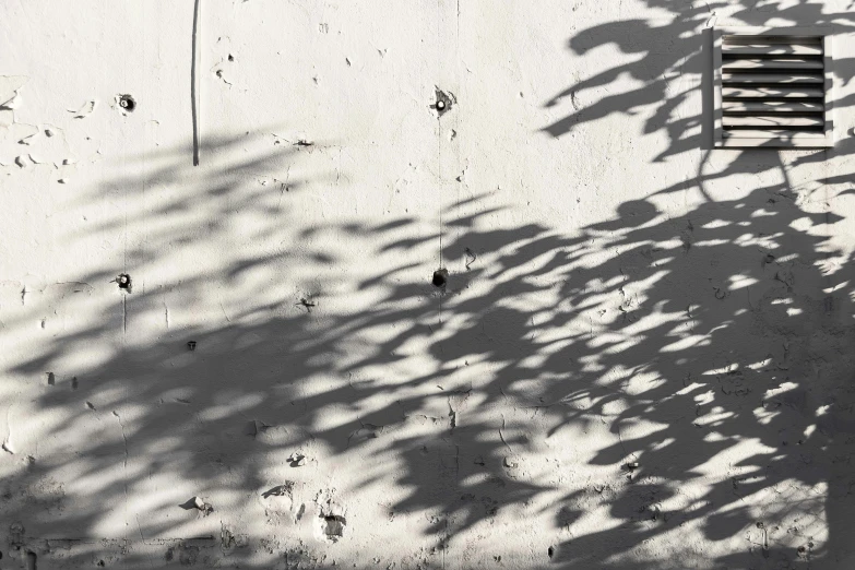 shadow from plant over dirty wall with shutter