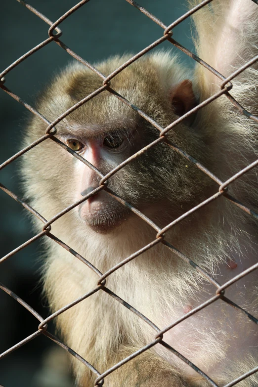 a monkey with its hand on the side of a fence