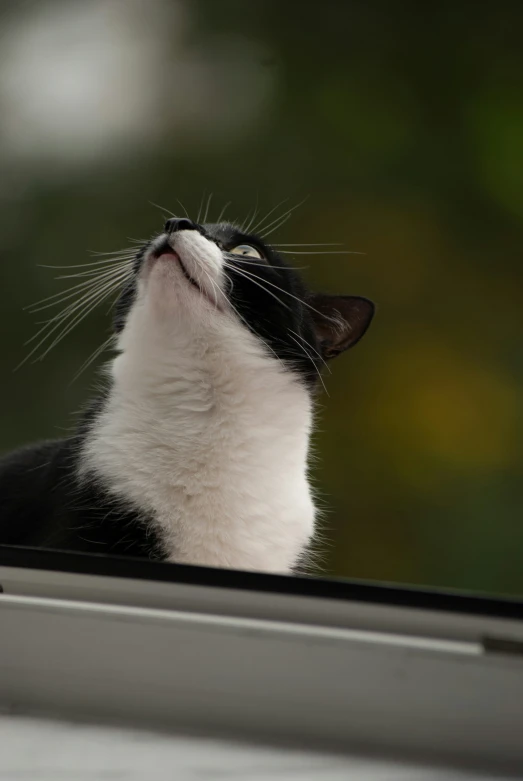 a cat looks up while sticking its head out of the window