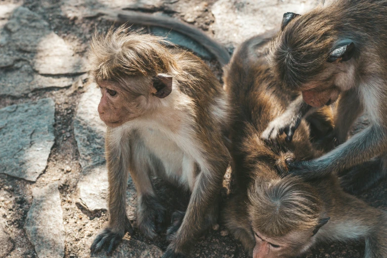 a couple of monkeys sit on a rock together