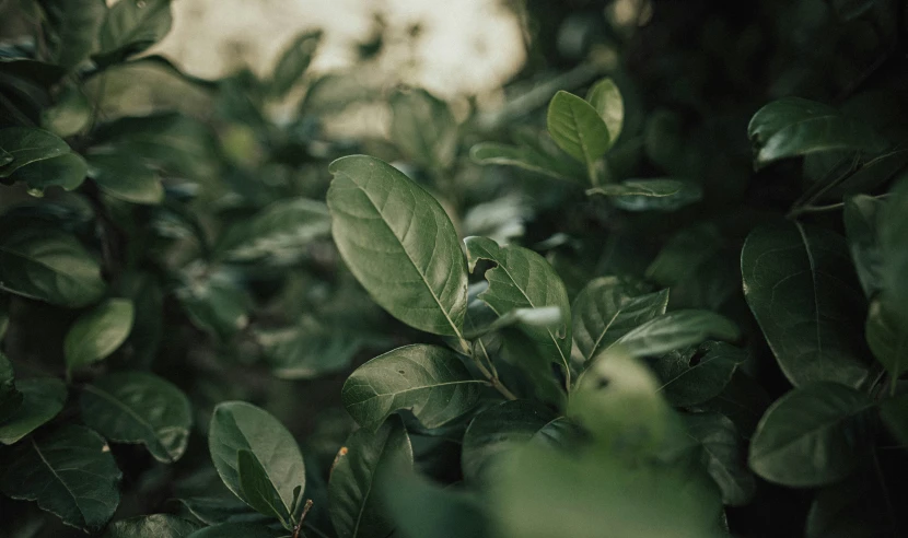 a small green leafy plant with an almost bare background