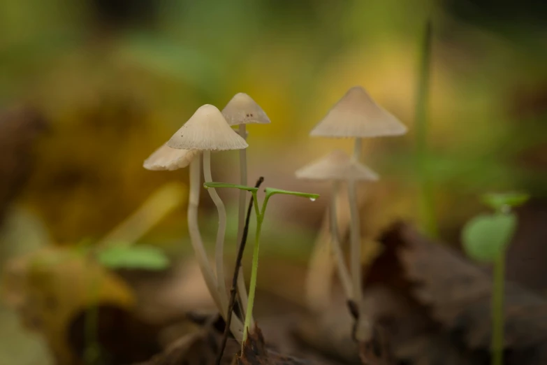 two mushrooms standing next to each other on leaves