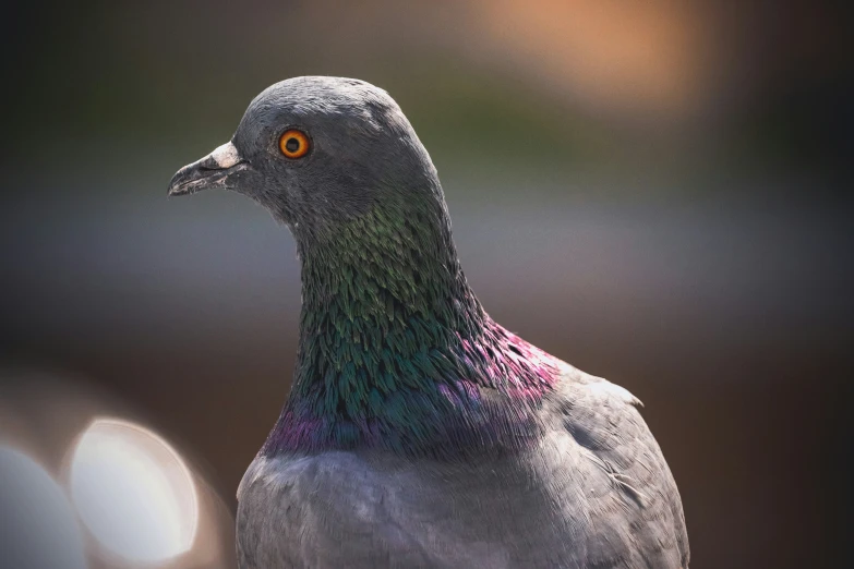 the colorful bird is standing on the perch