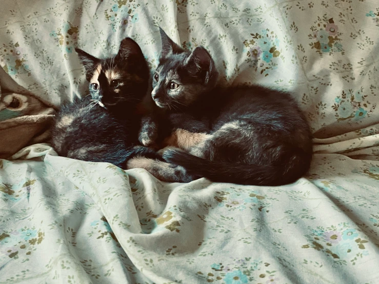 two kittens cuddle on top of a blanket on a bed