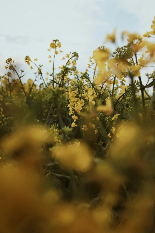 some tall plants with yellow flowers in the foreground