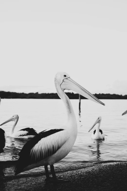 a few large birds standing around in a shallow body of water