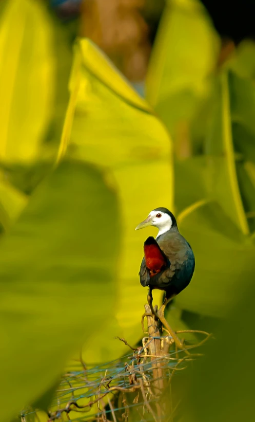 a bird is sitting on top of a tree nch