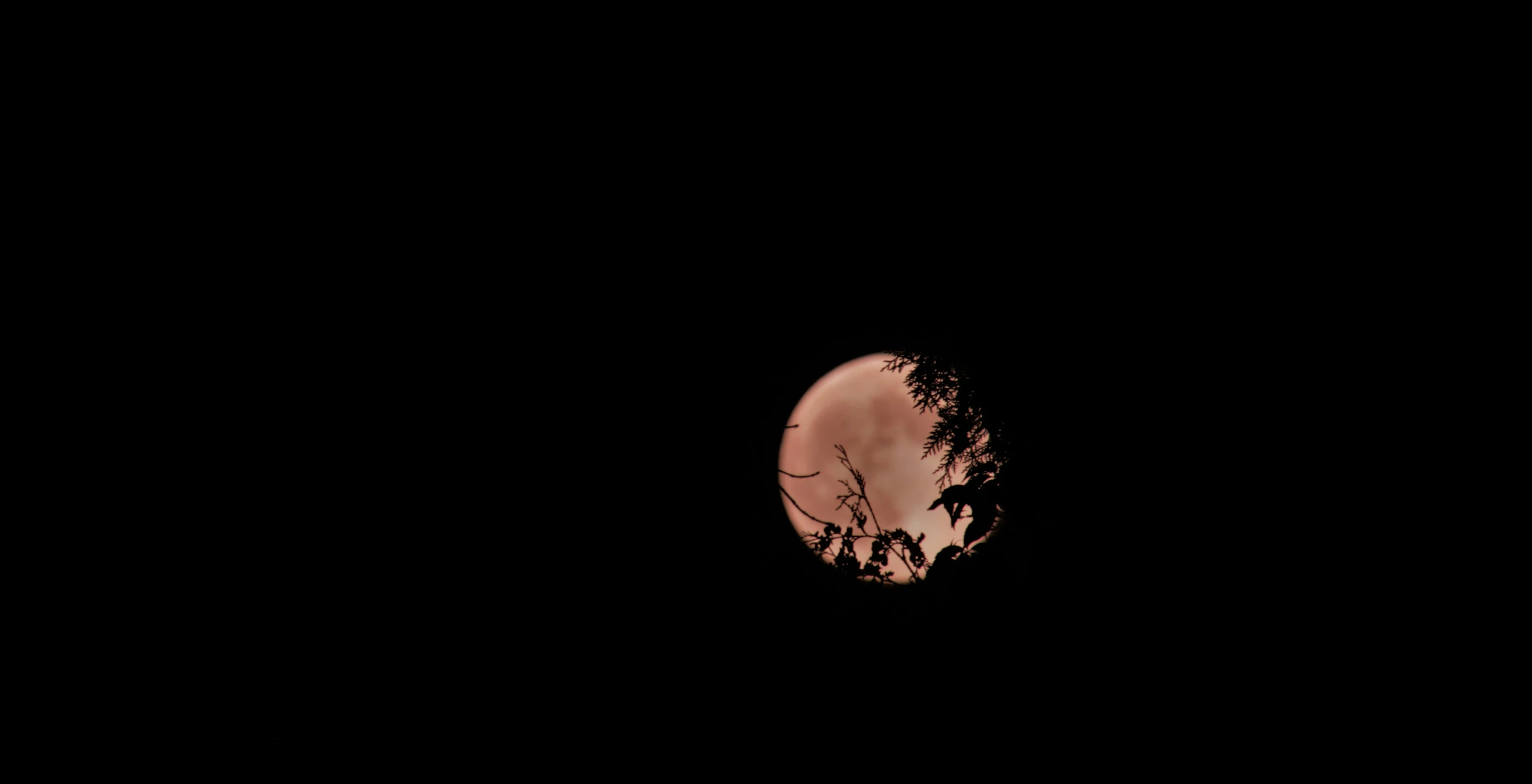 the moon seen through some tree nches and in a dark sky