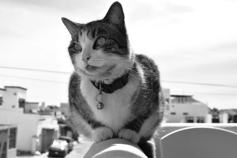 a cat wearing a bow tie sits on a fence