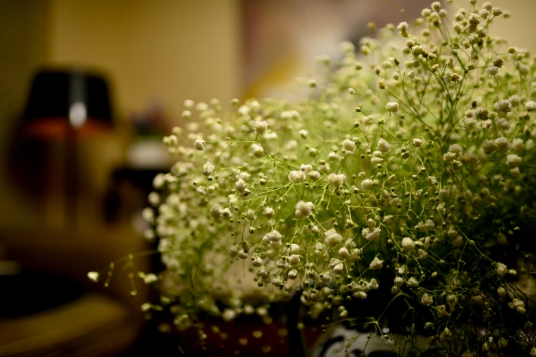 a closeup of some white flowers in a vase