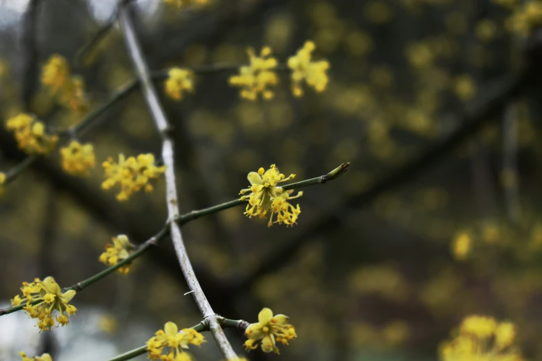 flowers of a yellow tree with yellow leaves