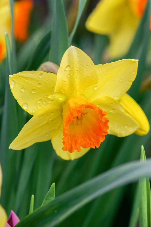 a close - up image of a yellow flower with drops of rain