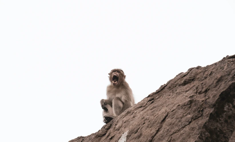 a monkey that is sitting on the side of a mountain