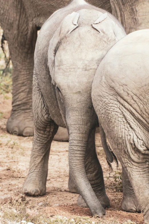 the elephants are taking a drink from the water