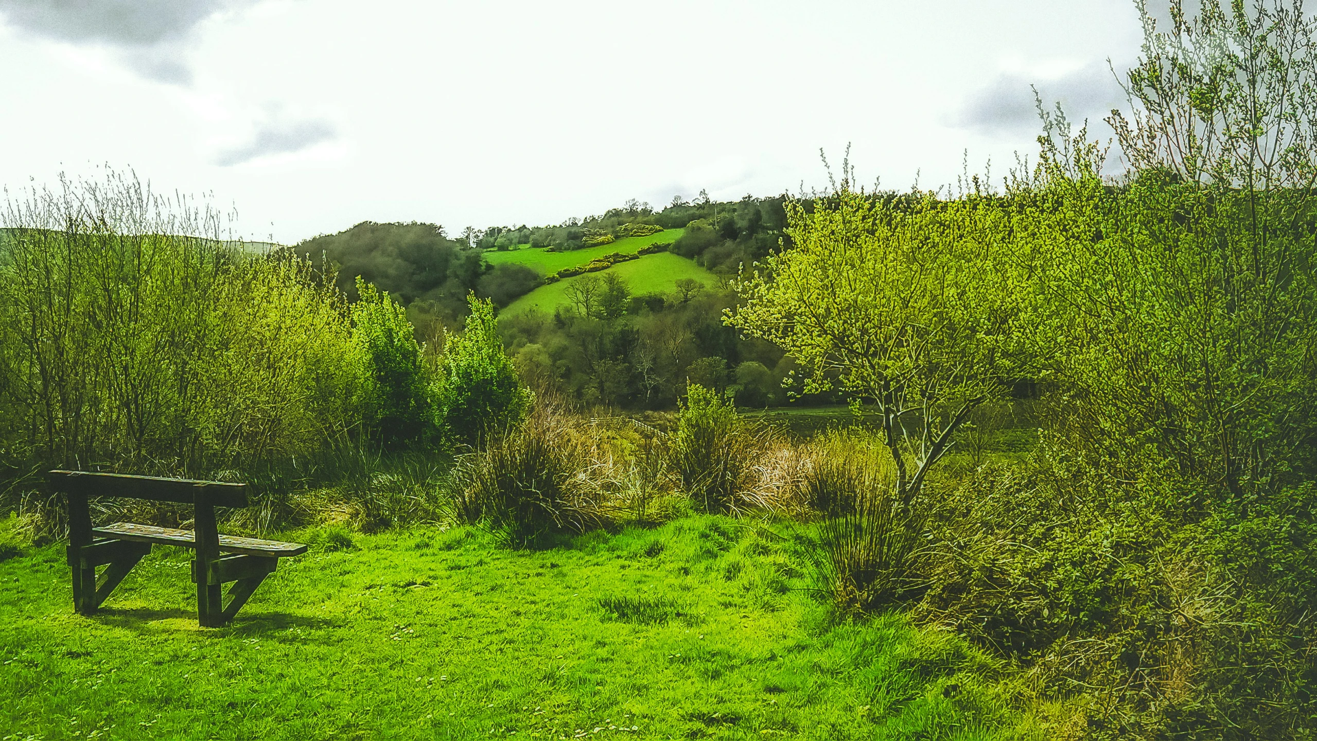 a bench in the middle of a grassy field