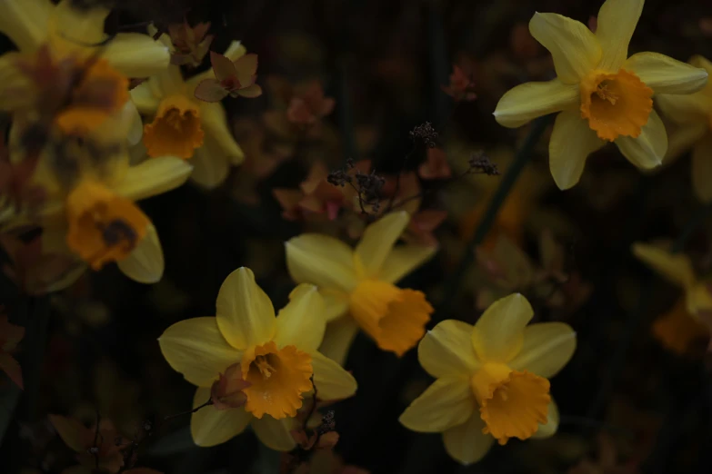 a close up image of yellow and brown flowers